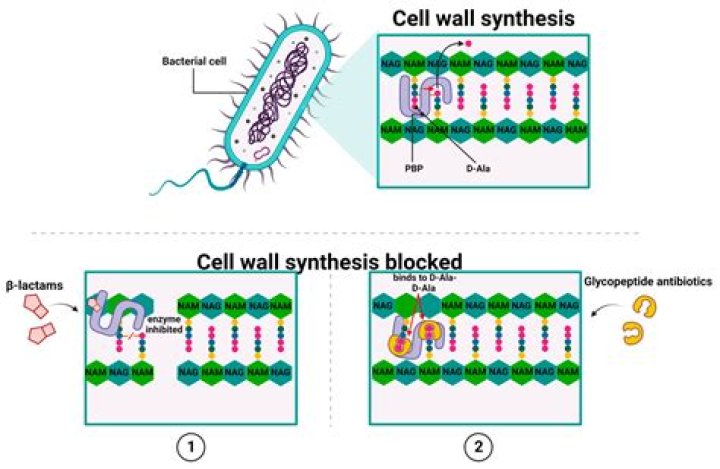 Which antibiotic does not interfere with protein synthesis