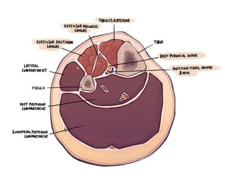 Which blood vessel is found in the anterior compartment of the upper limb