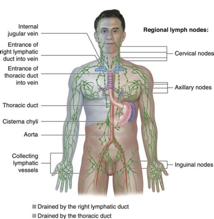 Which body part drains lymph into the thoracic duct