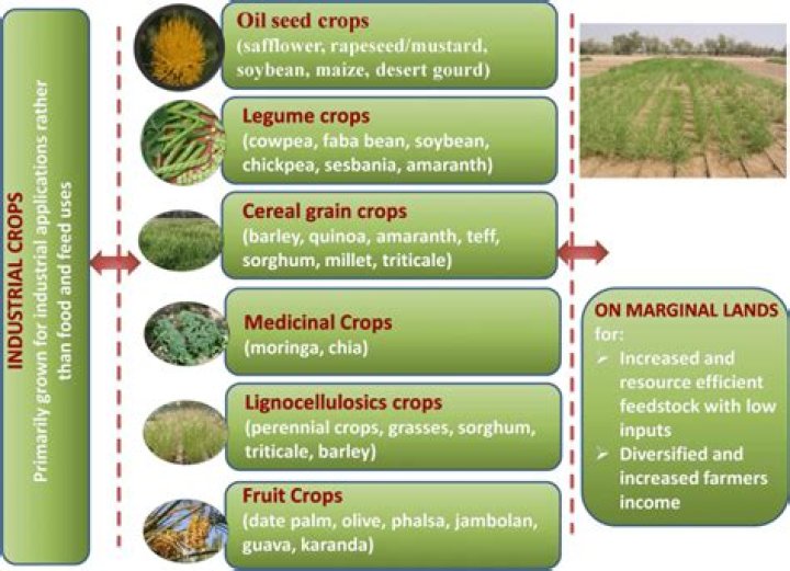 Which crops are grown in sandy soil