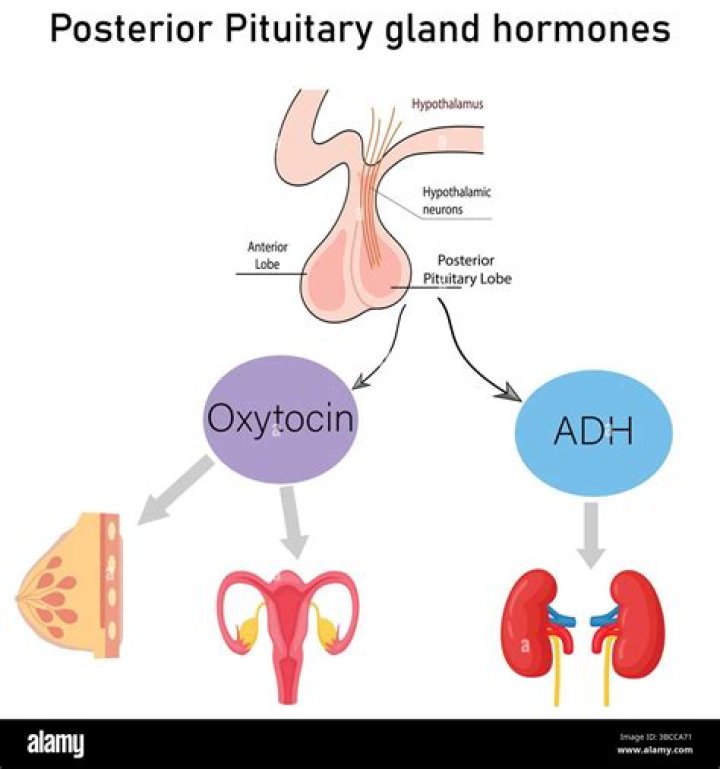 Which hormones are produced by the anterior pituitary gland select all that apply