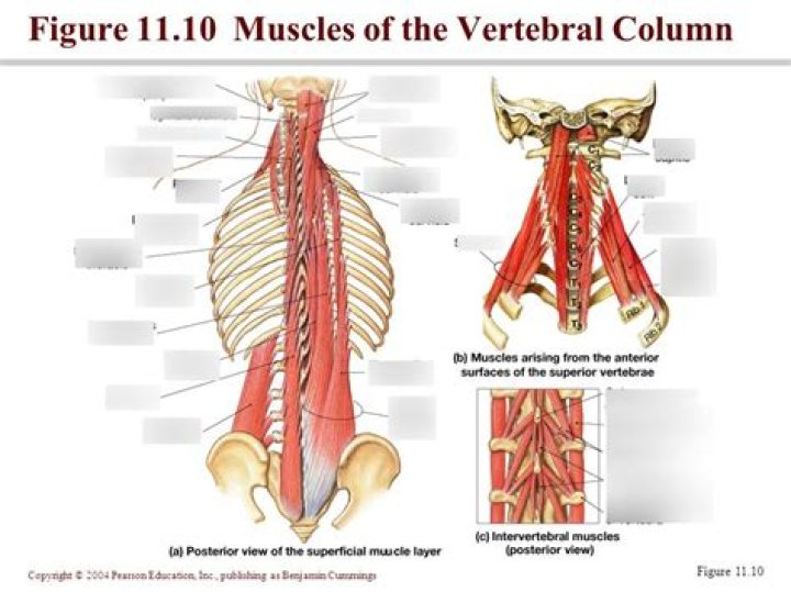 Which is the strongest flexor of the vertebral column