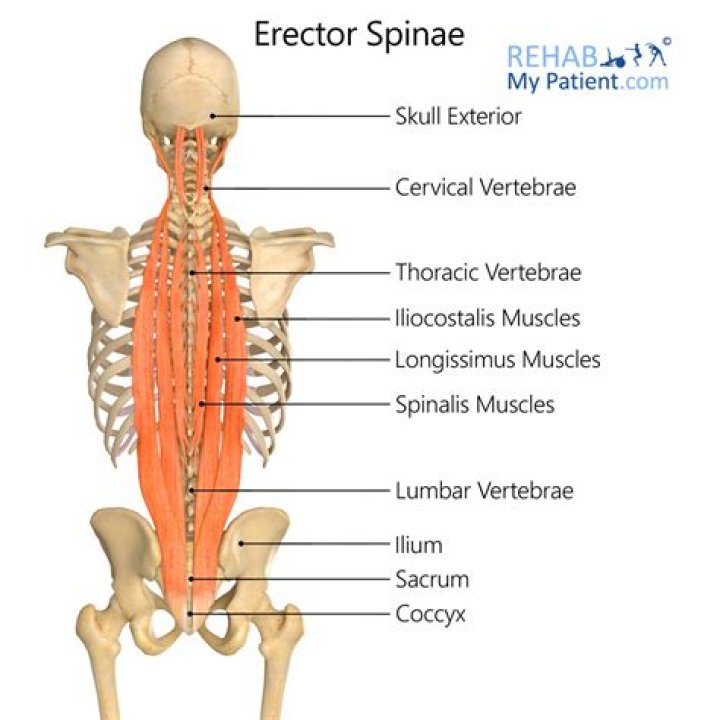 Which muscle is located laterally to the spine