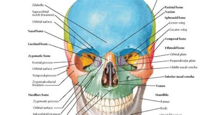 Which of the following bones are visible from the anterior view of the skull