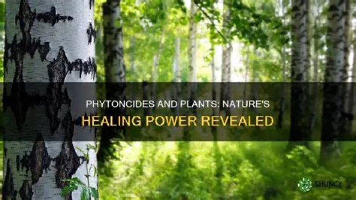 Which plants give off Phytoncides