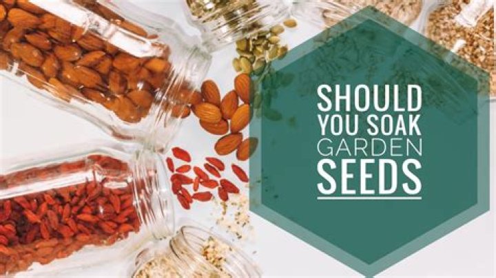 Which seeds should you soak before planting