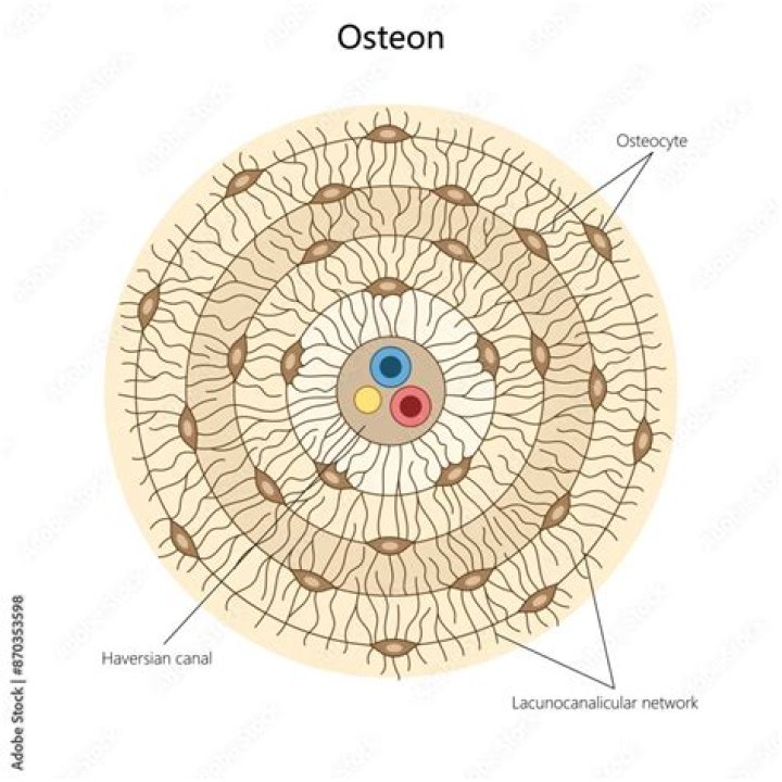 Which structure is called an Osteon