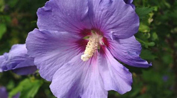 Who is Father Amadi in Purple Hibiscus