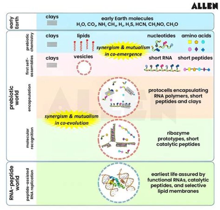 Who proposed the chemical origin of life