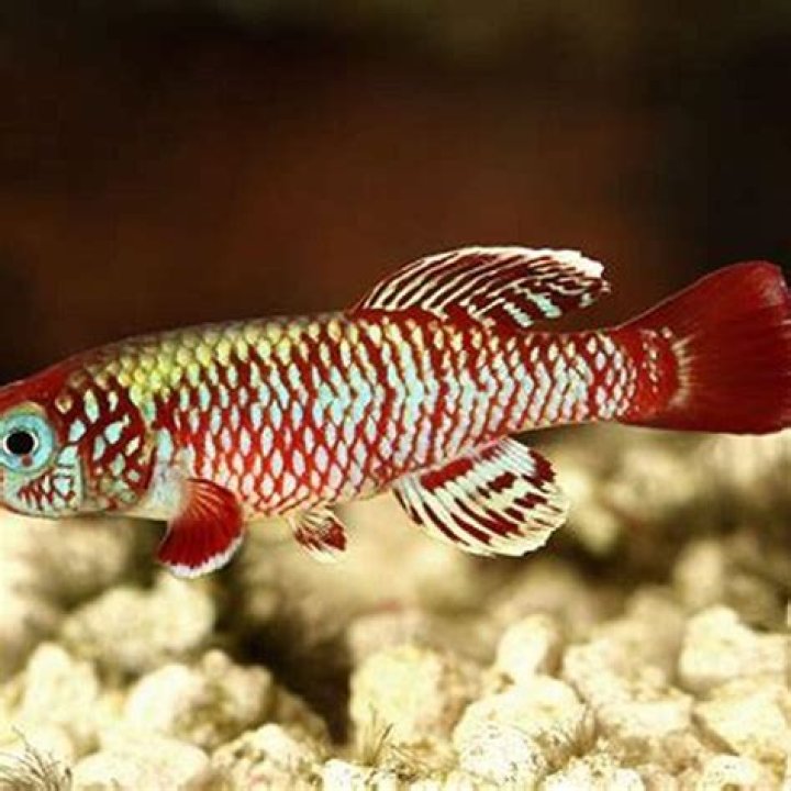 Why are killifish called killifish