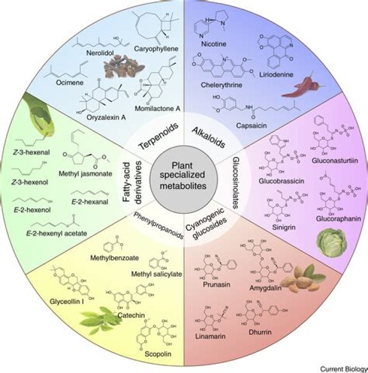 Why are metabolites important