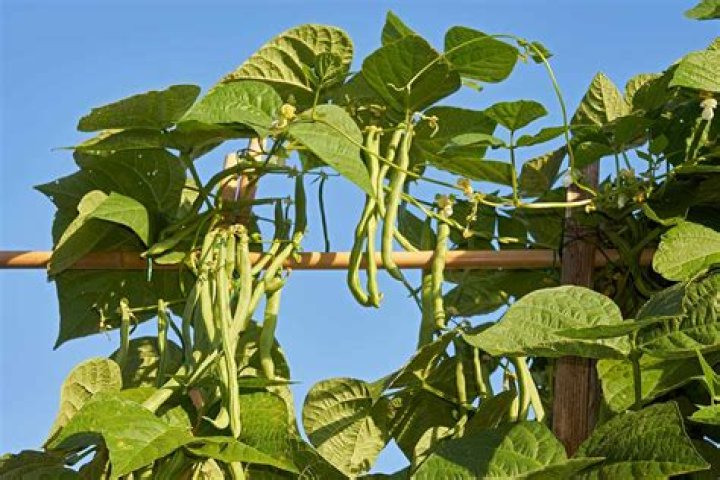 Why are my pole beans not climbing