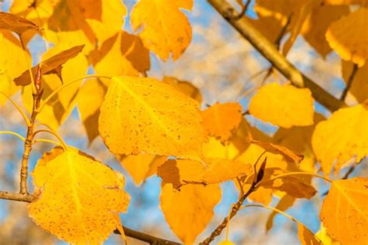 Why are my river birch leaves turning yellow
