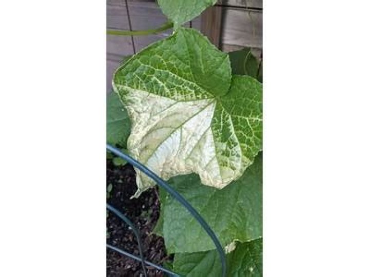 Why are the leaves on my cucumber plants turning white