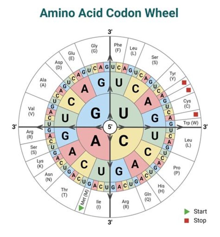 Why are there only 64 codons with 20 amino acids