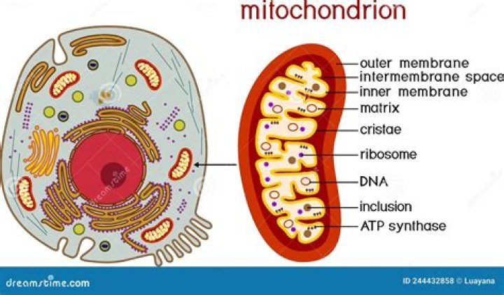 Why do cone cells contain mitochondria