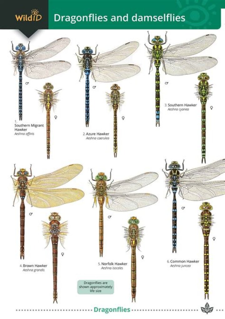 Why do dragonflies live in ponds