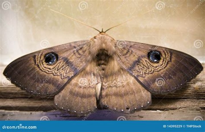 Why do moths have eyes on their wings