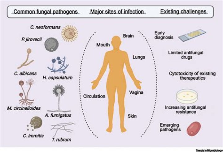 Why do viral infections cause neutropenia