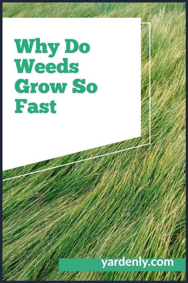 Why do weeds grow back so fast
