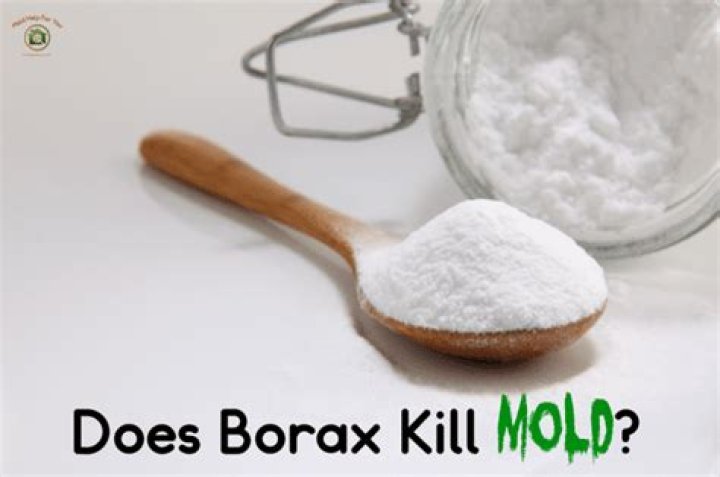 Why does borax kill mold