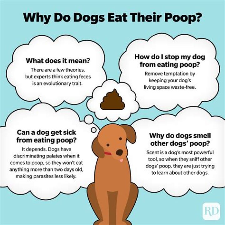 Why does my dog eat frozen poop