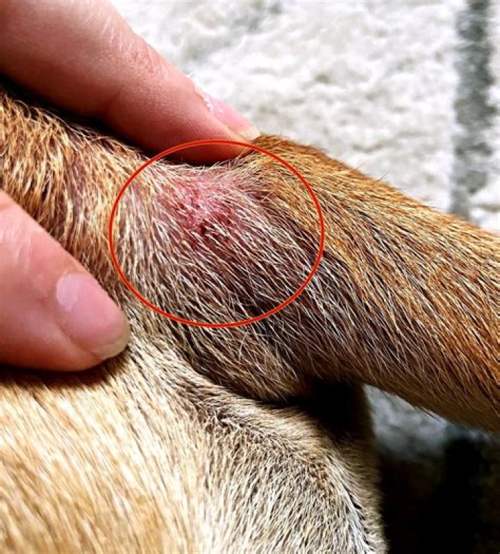 Why Does My Dog Keep Biting Her Nipples