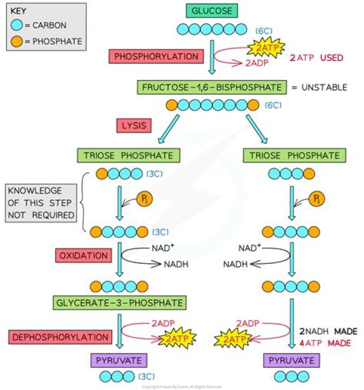 Why is glycolysis important to cellular respiration