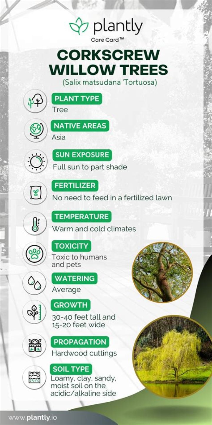 Why is my corkscrew willow dying