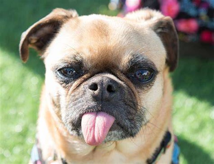 Why Is My Dog’s Tongue Hot