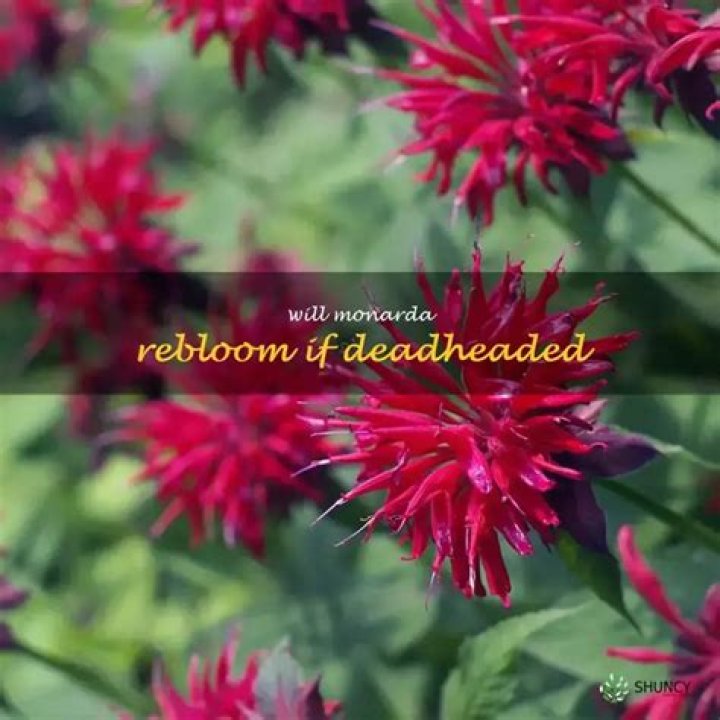 Will asters rebloom if deadheaded