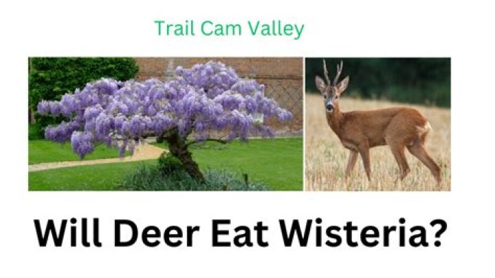 Will deer eat wisteria