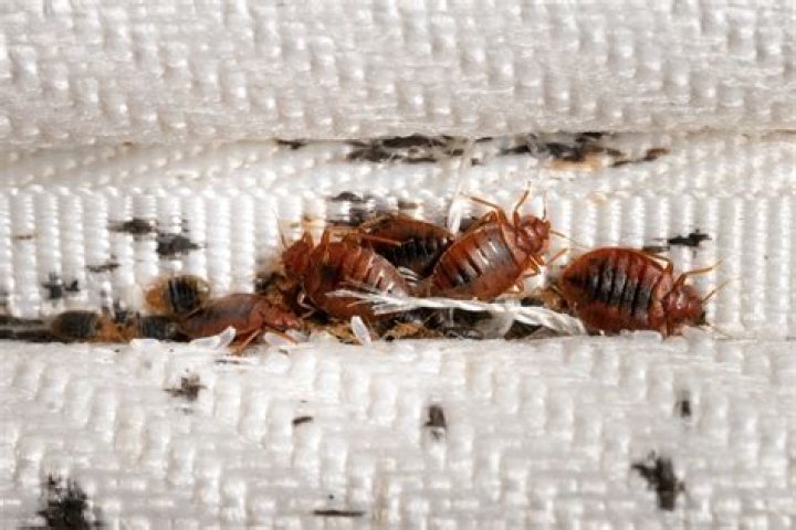 Will dry cleaners kill bed bugs
