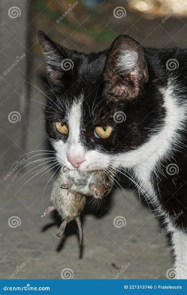 Will eating a mouse make a cat sick