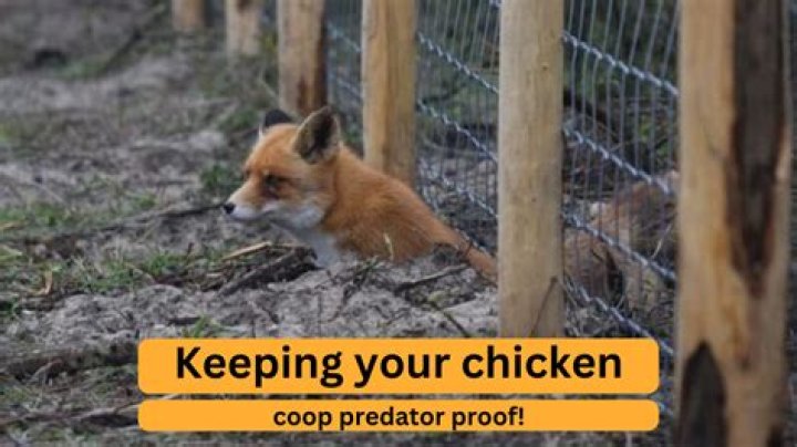 Will lights keep predators away from chickens